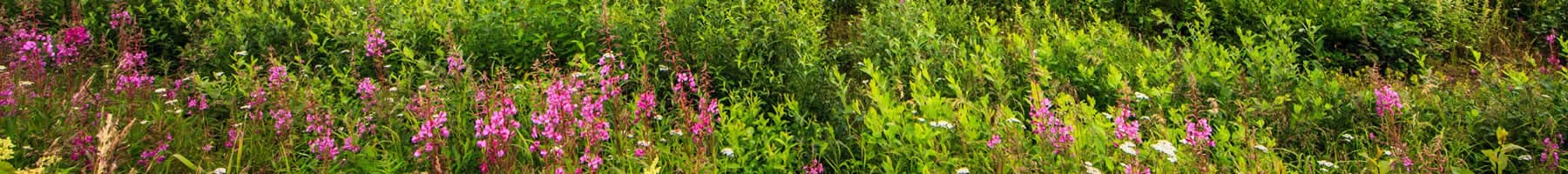 Fireweed